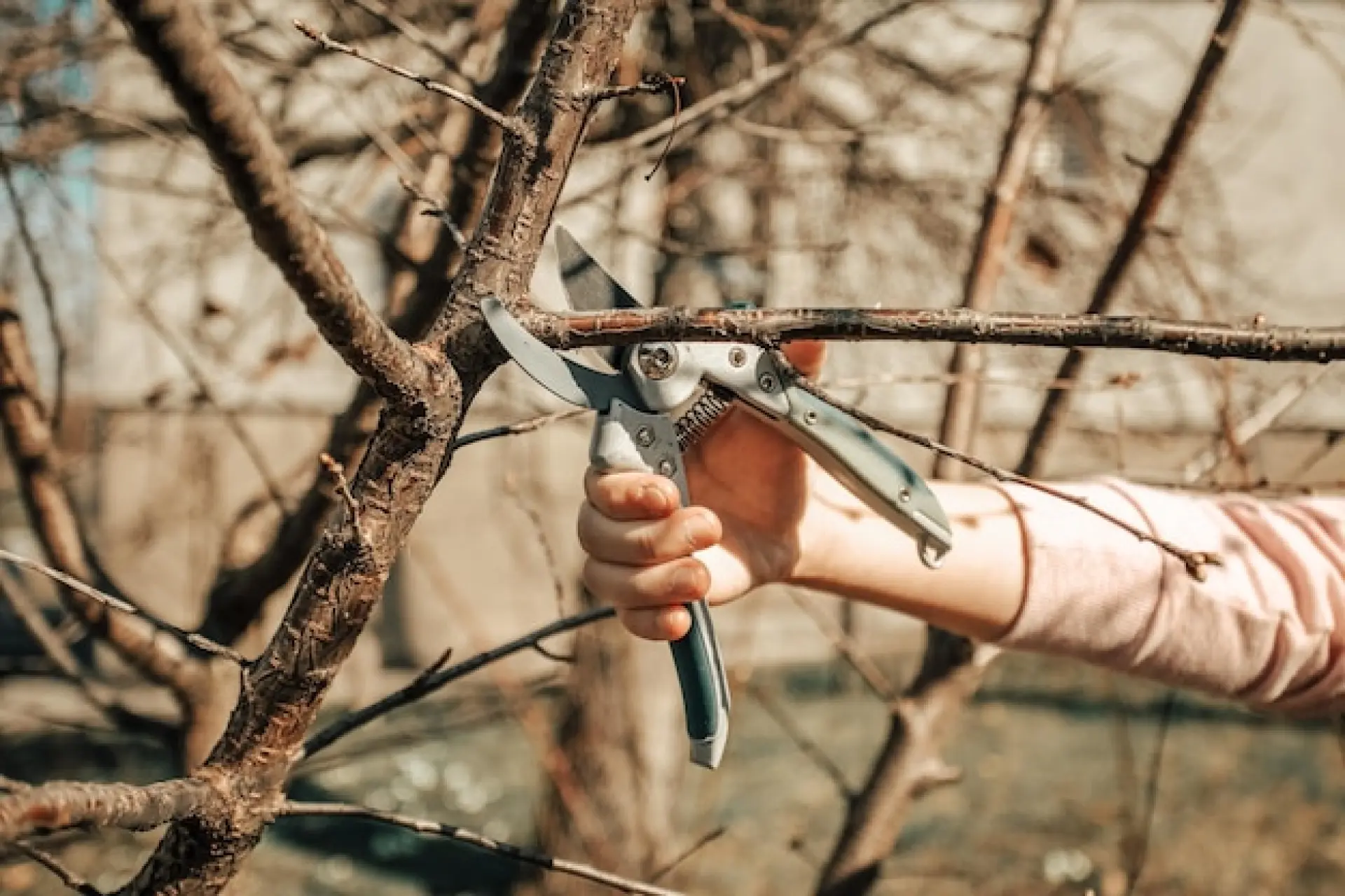 Tree Pruning Expert Watford, St Albans and Hemel Hempstead