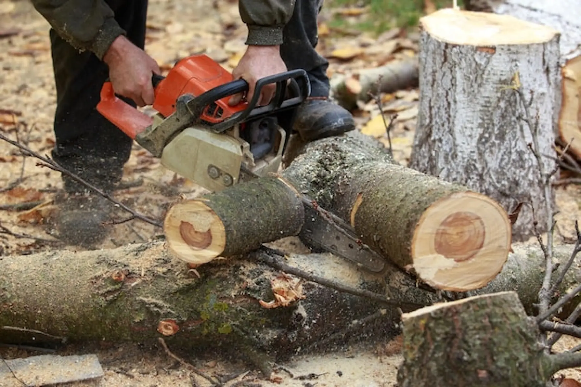 Tree Felling and Removal Watford, St Albans and Hemel Hempstead