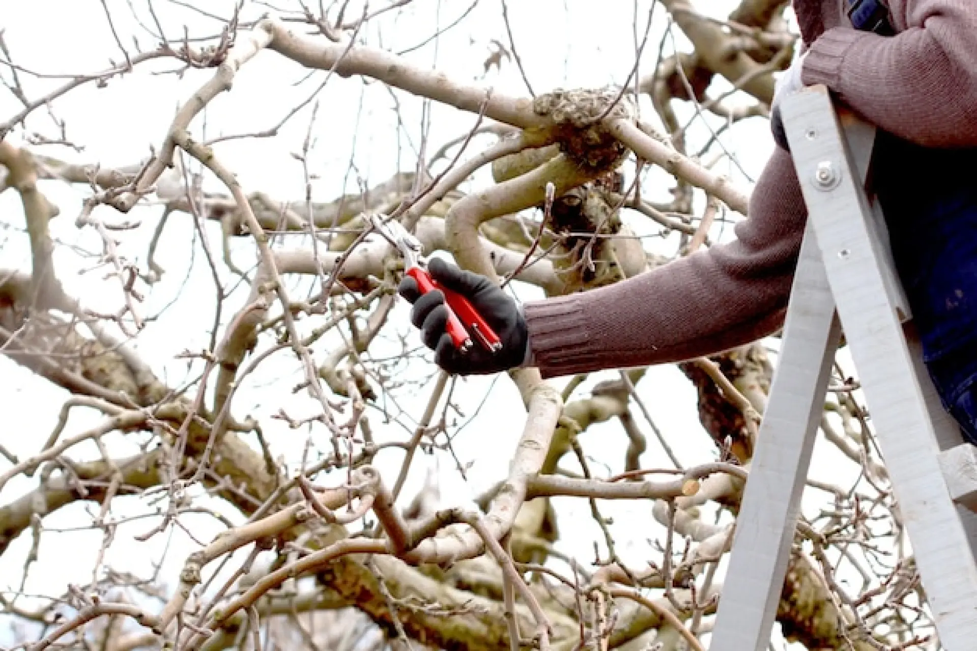 Emergency Tree Work Watford, St Albans and Hemel Hempstead