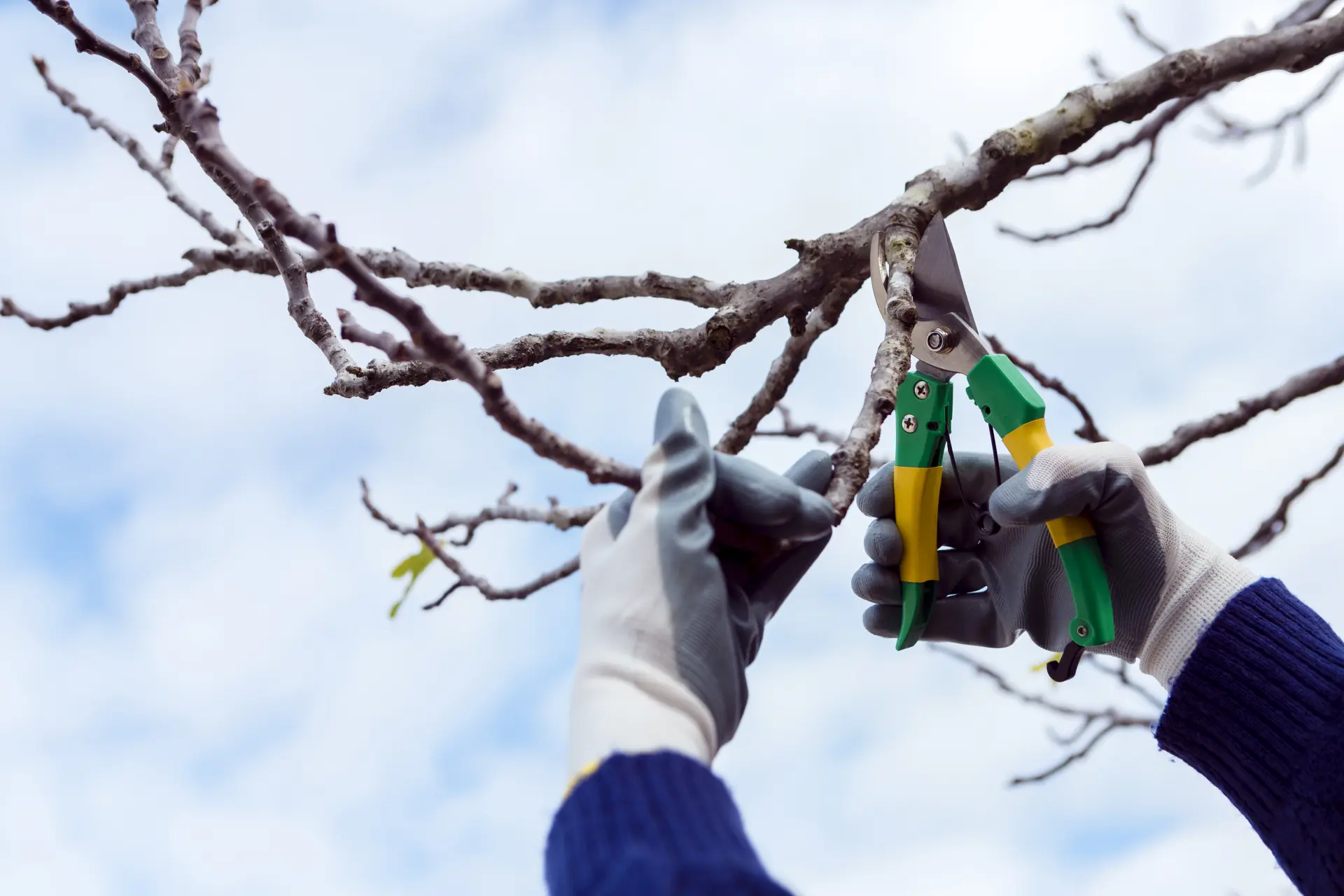 Tree Pruning and Thinning Watford, St Albans and Hemel Hempstead